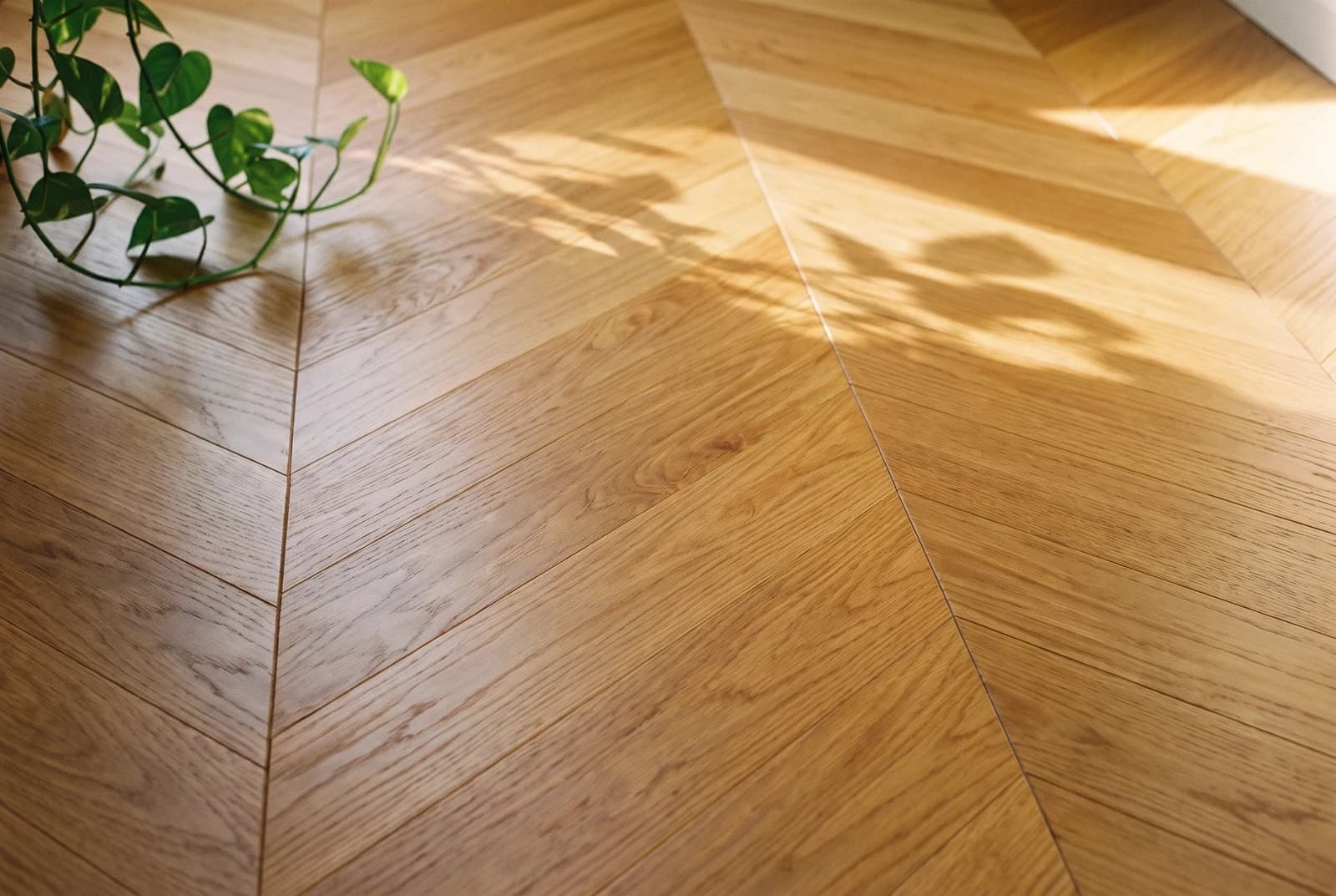 Oak Toulouse